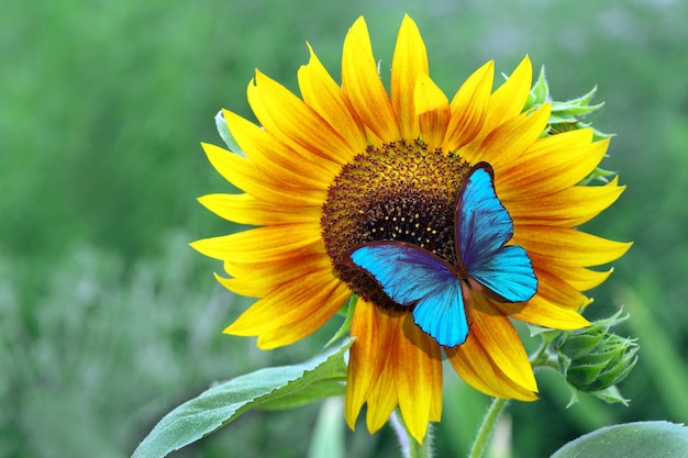 Eine große gelbe Sonnenblume mit einem blauen Schmetterling an der Spitze.