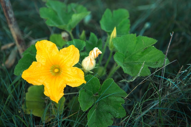 Eine große gelbe Zucchini-Blume im Garten Blüte von Gemüsekulturen, die Gurkenkürbis im Garten wachsen Sämling Pflanzenpflege Dünger und Schädlingsschutz