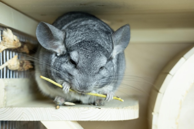 Eine große graue Chinchilla sitzt in einem Käfig und frisst einen Kräuterstab