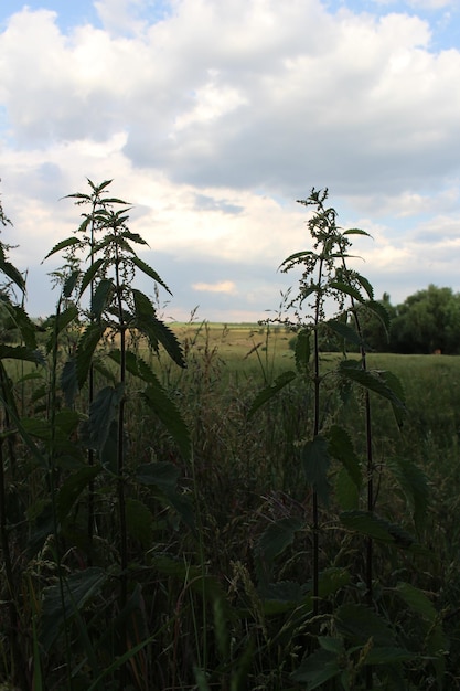 Eine große grüne Pflanze auf einem Feld