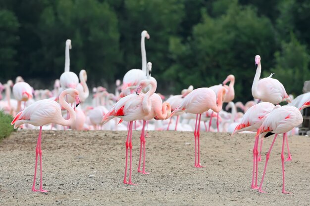 Eine große Herde rosa Flamingos, die am Ufer fressen