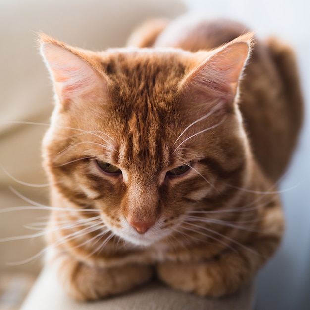 Foto eine große ingwer-tabby-katze