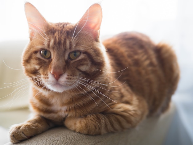 Eine große Ingwer-Tabby-Katze