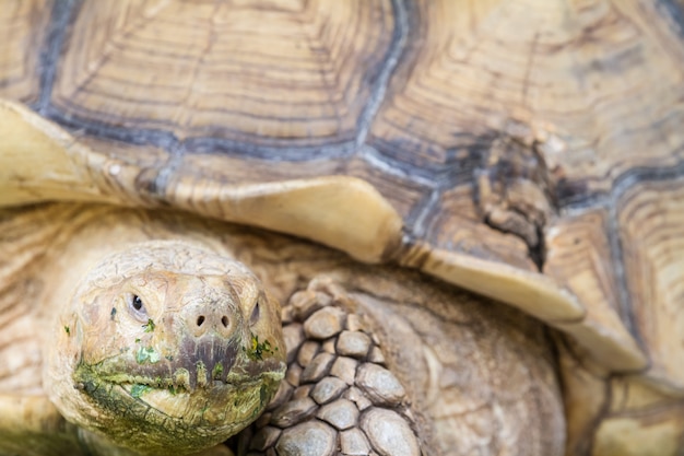 Eine große Landschildkröte