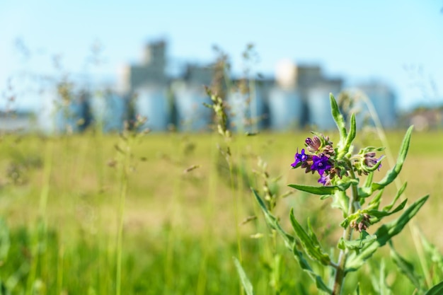 Eine große moderne Anlage zur Lagerung und Verarbeitung von Getreide Blick auf den Getreidespeicher an einem sonnigen Tag gegen den blauen Himmel Ende der Erntesaison