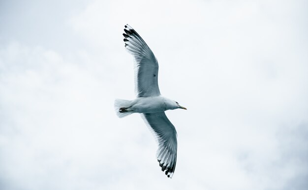 Eine große Möwe gegen einen bewölkten Himmel