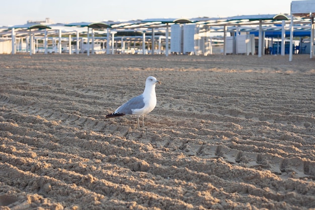 Eine große Möwe steht im Sommer auf dem Sand am Strand