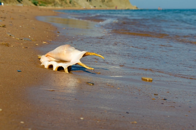 Eine große Muschel auf dem Sand nahe dem Meer.