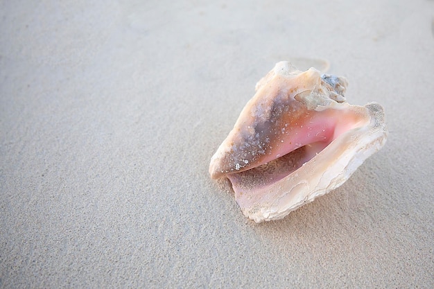 Eine große Muschel liegt auf weißem Sand