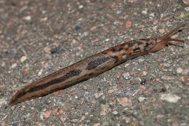 Eine große Nacktschnecke (lat. Limax maximus) kriecht über die Wege im Garten.