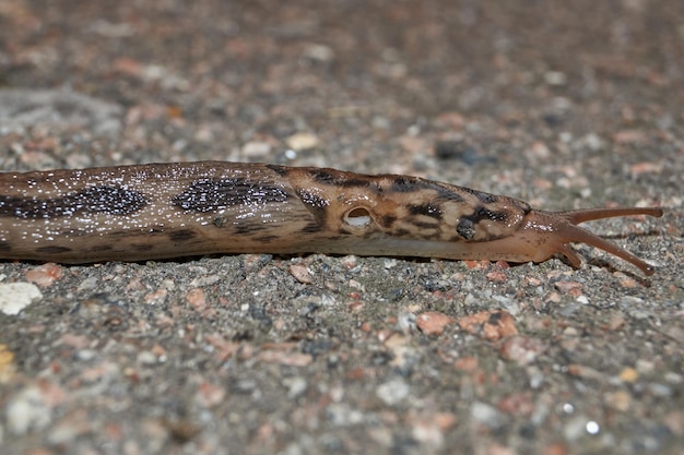 Eine große Nacktschnecke (lat. Limax maximus) kriecht über die Wege im Garten.