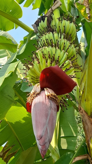 Eine große rote Blume mit offenem Stamm.