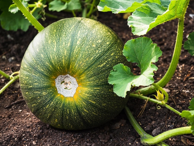 Eine große runde Zucchini von grüner Farbe Zucchini im Garten