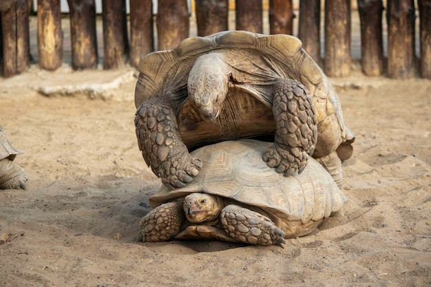 eine große Schildkröte ist auf eine andere geklettert und rollt darauf im Sand