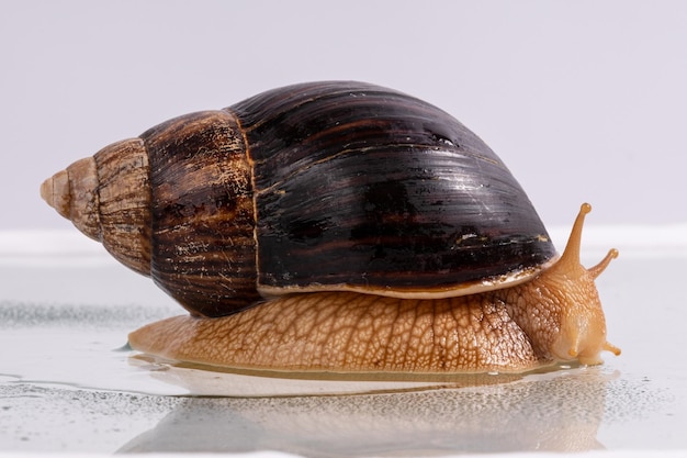 Eine große Schnecke Achatina kriecht mit Wassertropfen auf Glas