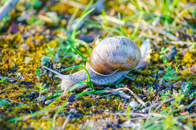 Eine große Schnecke kriecht langsam über das Gras