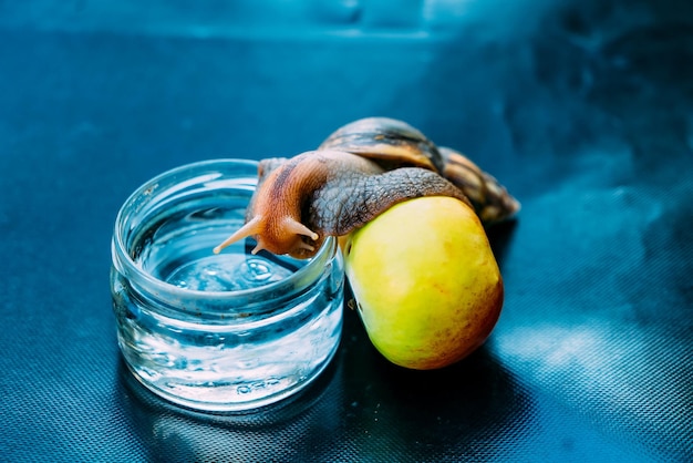 Eine große Schnecke lehnt sich an einen Apfel und klettert in ein Glas mit Wasser. Die afrikanische Schnecke Achatina ist die größte Landmolluske