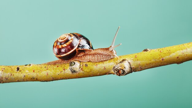 Eine große Schnecke mit Hörnern und einem braunen Gehäuse kriecht auf grünem Hintergrund an einem Ast entlang