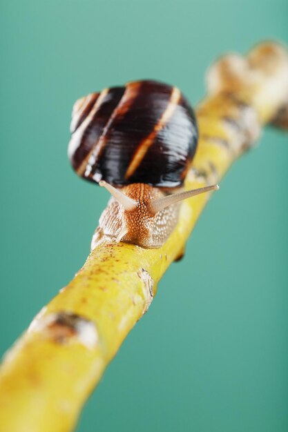 Eine große Schnecke mit Hörnern und einer braunen Schale kriecht auf grünem Hintergrund an einem Ast entlang. Das Konzept der Überwindung von Komplexität