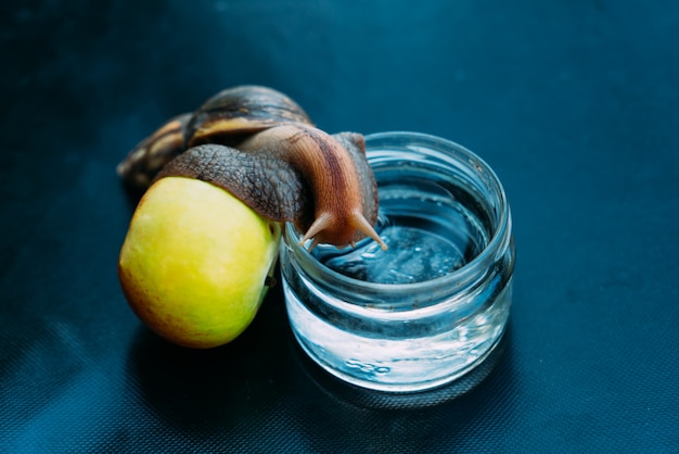 Eine große Schnecke stützt sich auf einen Apfel und steigt mit Wasser in ein Glas. Ahatina ist in einem Raum auf einer blauen Oberfläche