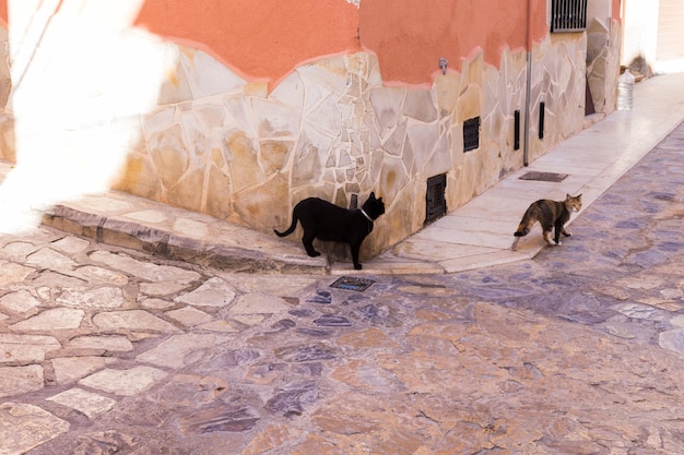 Eine große schwarze Katze geht an den Wänden eines alten Hauses mit Steinsockel in einer gemütlichen Straße in Spanien entlang