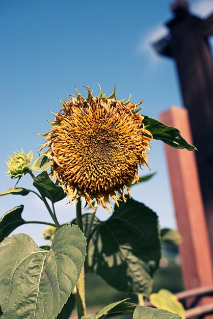 Eine große Sonnenblume auf dem Hintergrund der Natur.