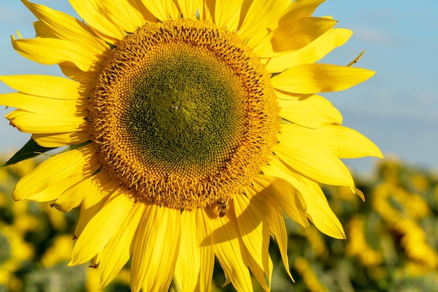 Eine große Sonnenblumennahaufnahme gegen einen blauen Himmel