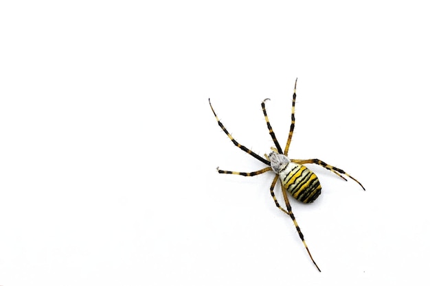 Eine große Spinne, Argiope bruennichi, Wespenspinne, auf weißem Hintergrund