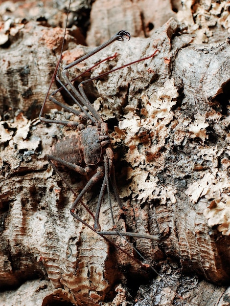 Eine große Spinne befindet sich auf einem Baumstamm mit dem Wort Spinne darauf.