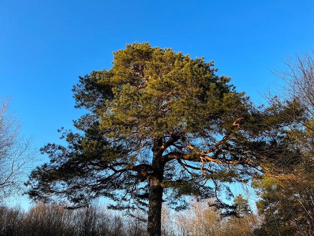 Eine große und alte Kiefer im Wald gegen den blauen Himmel