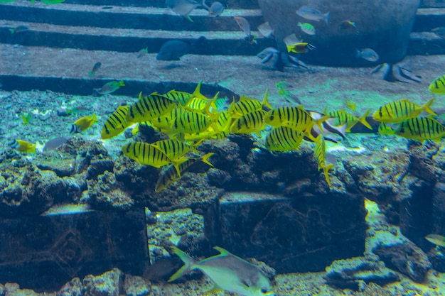 Eine große Vielfalt an Fischen (mehr als 500 Fischarten, Haie, Korallen und Schalentiere) in einem riesigen Aquarium im Hotel Atlantis auf der Insel Hainan. Sanja, China.