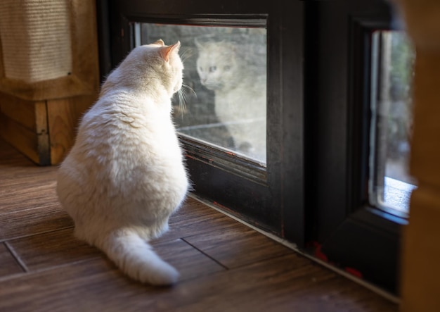 Eine große weiße Katze sitzt neben der Tür und schaut aus dem Fenster. Angorakatze