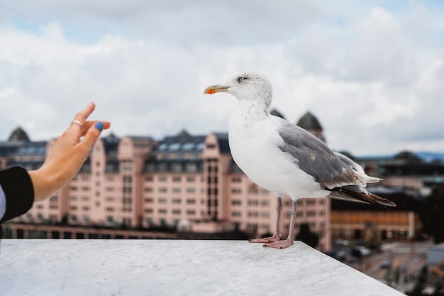 Eine große weiße Möwe auf einem Hintergrund entlang einer Brüstung vor dem Hintergrund grüner Bäume und einer Stadt.