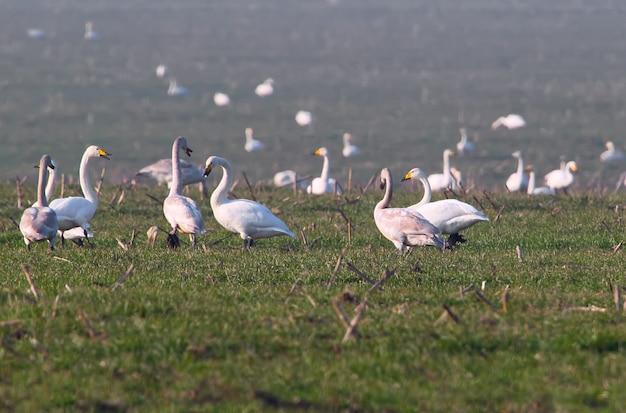 Eine große Winteransammlung von Singschwan (Cygnus cygnus) auf dem Feld des Winterweizens