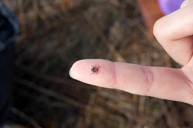 Eine große Zecke sitzt auf dem Finger einer Person