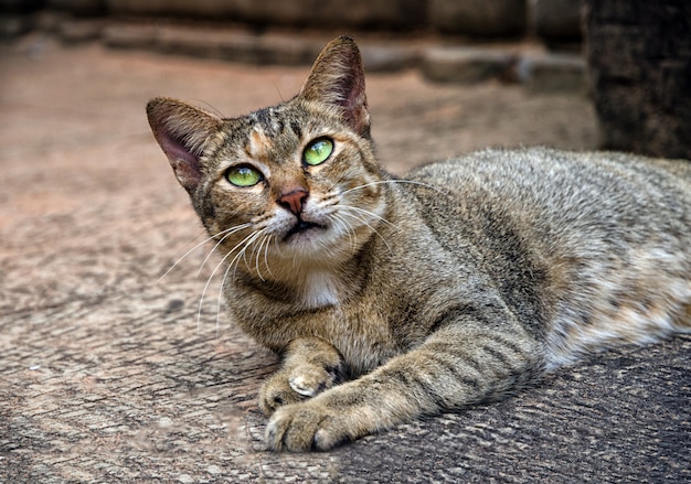 Eine grünäugige Katze