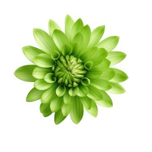 Eine grüne Blume mit einer grünen Mitte, auf der „die Mitte“ steht.