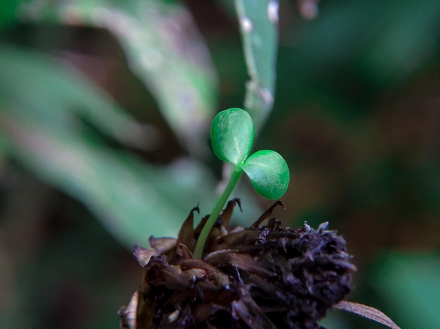 Eine grüne Blume mit zwei Blättern, die sich zu öffnen beginnen.