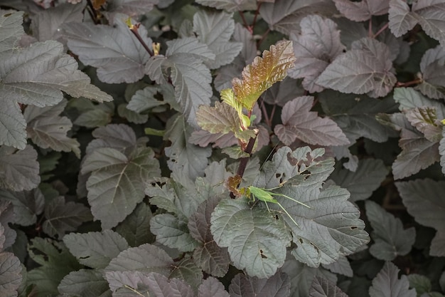 Eine grüne Heuschrecke auf einem Blatt eines Busches. Grüne Heuschrecke. Springendes Insekt. Die Schönheit der Natur.