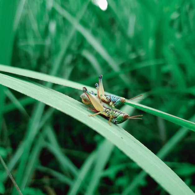 Eine grüne Heuschrecke sitzt unter einem grünen Blatt Heuschrecke in der Natur