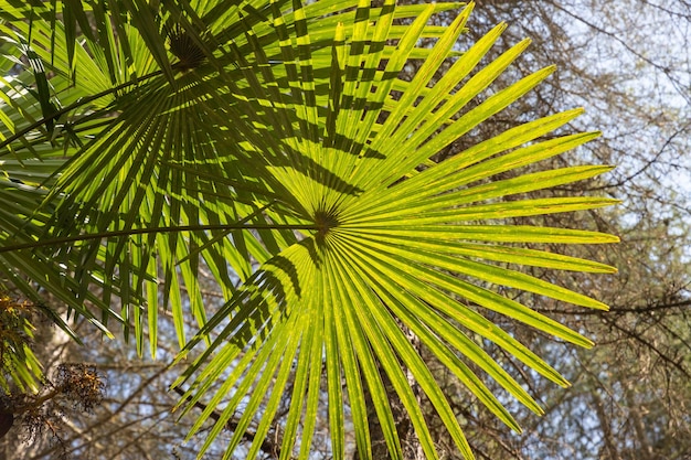 Eine grüne Palme im Wald