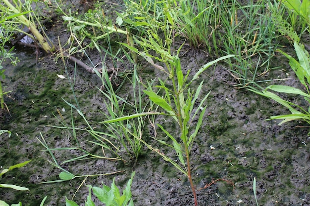 Eine grüne Pflanze, die im Schlamm wächst