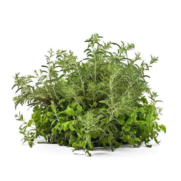Eine grüne Pflanze mit Blättern, auf denen „Basilikum“ steht