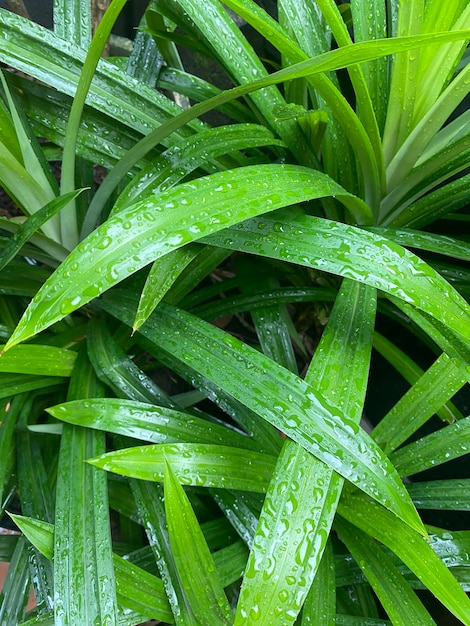 Eine grüne Pflanze mit Wassertropfen darauf