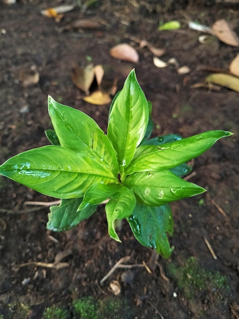 Eine grüne Pflanze mit Wassertropfen darauf