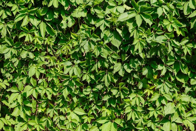 Eine grüne Pflanze überwucherte Wand als Hintergrund.