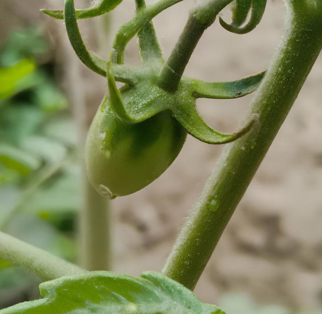 Eine grüne Tomate, die Wasser darauf hat