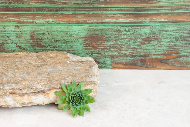 Eine grüne und braune Holzwand mit einer Sukkulente darauf.
