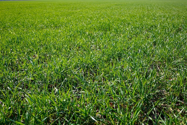 Eine grüne Wiese, auf der Gras wächst. Agrarlandschaft im Sommer