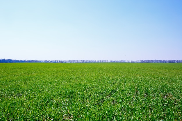 Eine grüne Wiese, auf der Gras wächst. Agrarlandschaft im Sommer